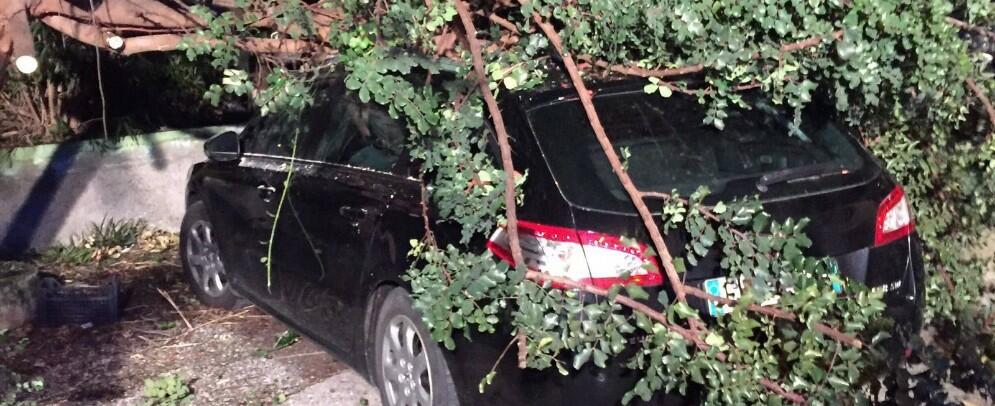 Maltempo a Caulonia, albero crolla su auto