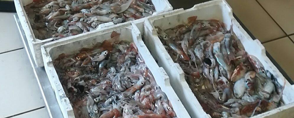 Sequestrati 80 kg di prodotti ittici lungo il litorale tra Bovalino e Caulonia
