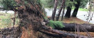 Danni del maltempo anche a Ursini, alberi sradicati item-thumbnail