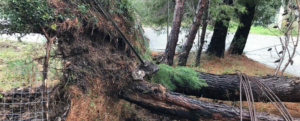 Danni del maltempo anche a Ursini, alberi sradicati