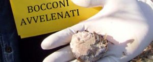 Qualcuno sparge veleno per cani e gatti in giro per Caulonia item-thumbnail