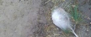 Eliminati i nidi di processionaria vicino alle scuole di Gioiosa Ionica item-thumbnail
