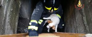 Cucciolo di cane finisce in un tombino, i vigili del fuoco lo salvano item-thumbnail