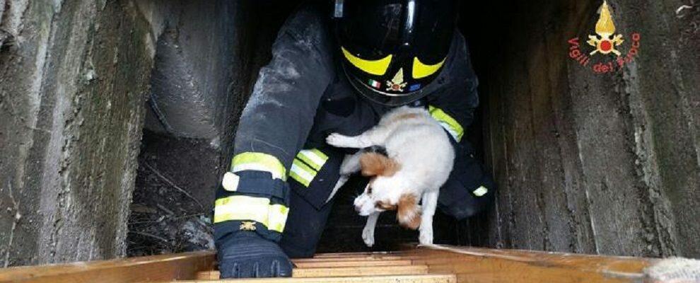 Cucciolo di cane finisce in un tombino, i vigili del fuoco lo salvano