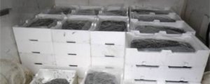 Calabria: Sequestrato grosso carico di novellame item-thumbnail