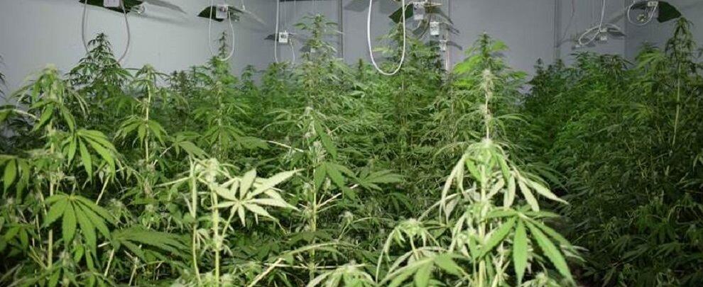 Capannone industriale trasformato in piantagione di marijuana, un arresto