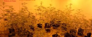 Rinvenuta serra di cannabis in appartamento, un arresto a Gioia Tauro item-thumbnail