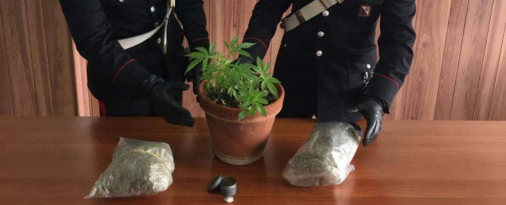 Taurianova, denunciato perchè coltiva in casa una pianta di marijuana