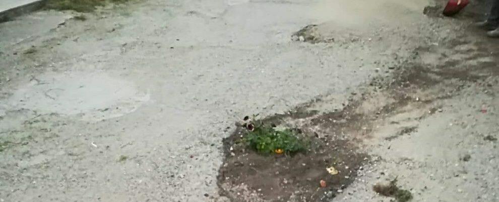 Cresce la vegetazione tra le strade di Caulonia Superiore