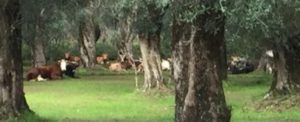 ‘Ndrangheta: a caccia delle Vacche Sacre nel parco dell’Aspromonte item-thumbnail
