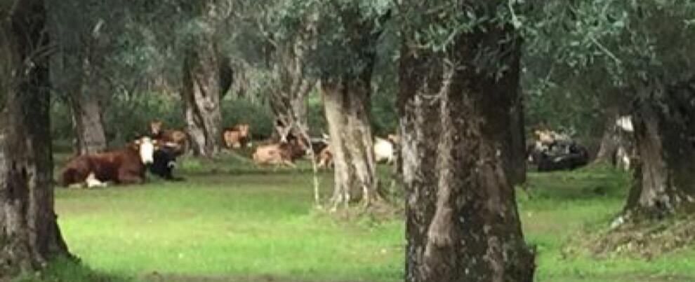 ‘Ndrangheta: a caccia delle Vacche Sacre nel parco dell’Aspromonte