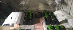 Ardore: un arresto per detenzione di droga, sequestrati oltre 9 kg di marijuana item-thumbnail