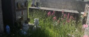 Lo stato indecoroso del cimitero di Ursini item-thumbnail
