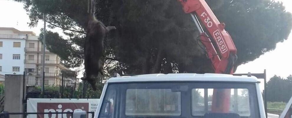 Investito cinghiale lungo la Statale 106 a Caulonia