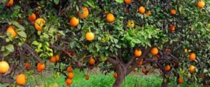 Siderno, al via un progetto sperimentale per incentivare lo sviluppo economico item-thumbnail