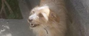 Cane smarrito a Stignano item-thumbnail