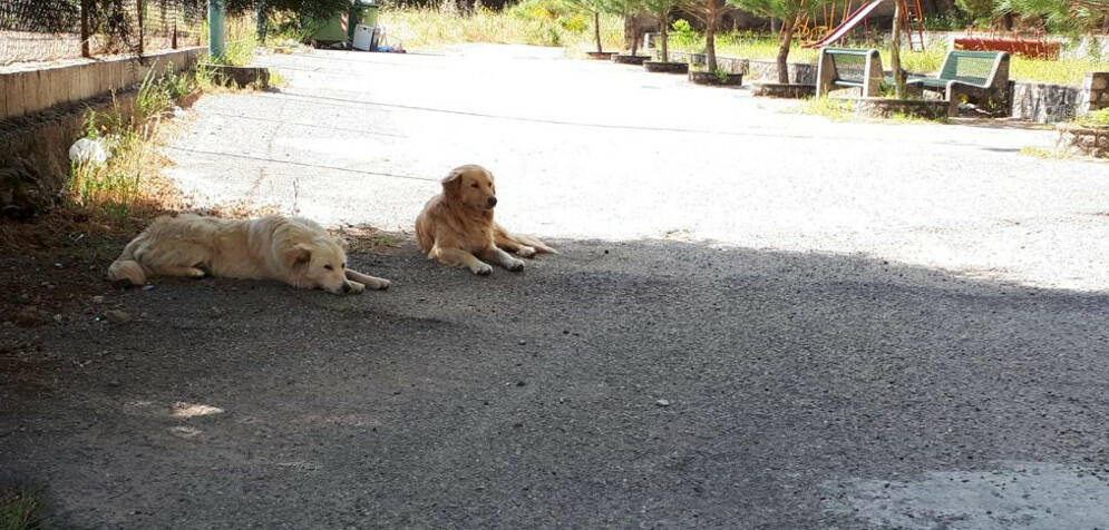 San Nicola, lettore segnala cani abbandonati