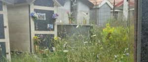 Segnalazione da Ursini sul profondo stato di abbandono del cimitero item-thumbnail
