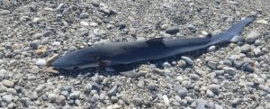 Ritrovato piccolo squalo sulla spiaggia di Siderno item-thumbnail