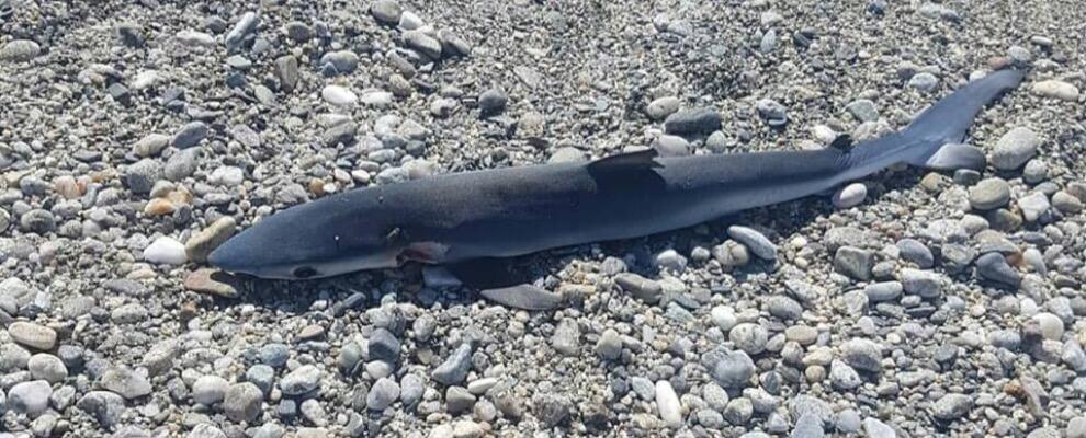 Ritrovato piccolo squalo sulla spiaggia di Siderno
