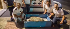 Eccezionale recupero di una tartaruga Caretta caretta di oltre 90kg item-thumbnail