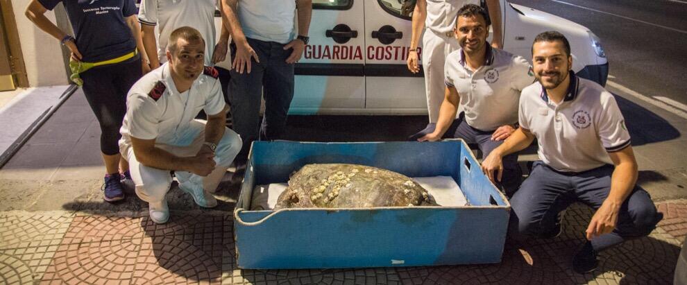 Eccezionale recupero di una tartaruga Caretta caretta di oltre 90kg