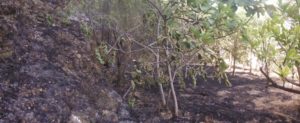 Sorpreso ad appiccare un incendio, denunciato geracese item-thumbnail