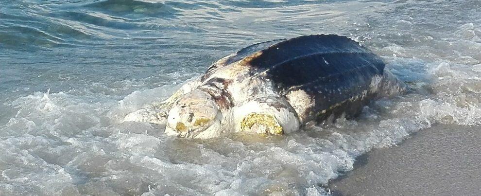 CRTM Brancaleone, spiaggiata rarissima tartaruga liuto