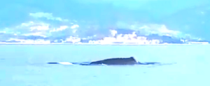 Incredibile incontro con una balena a Caulonia! – video item-thumbnail