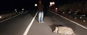 Cinghiale morto sulla S.S. 106: automobilista cerca di scongiurare possibili incidenti item-thumbnail