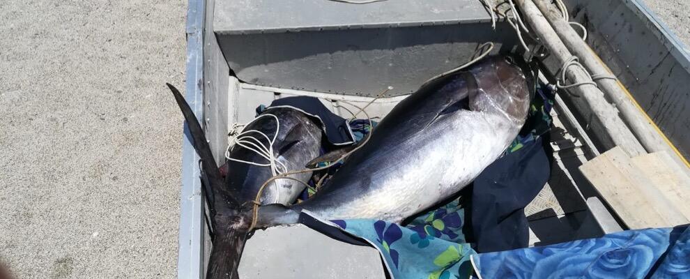 Siderno, Guardia Costiera sequestra oltre 100kg di tonno rosso e pesce spada