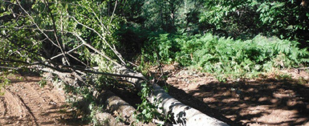 Abbattuti 78 alberi senza autorizzazione, tre persone denunciate