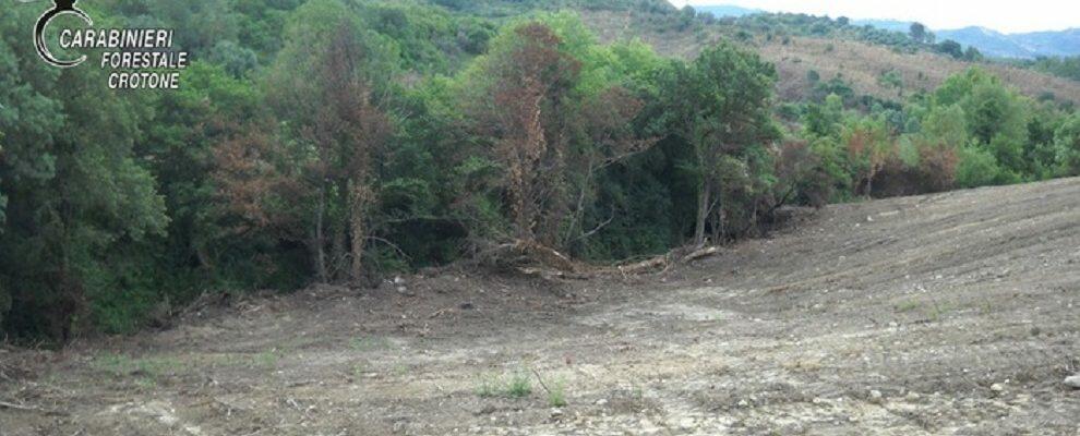 Estirpa macchia mediterranea per trasformarla in area coltivabile, denunciato un imprenditore agricolo