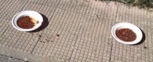 Animali brutalmente torturati a Siderno item-thumbnail