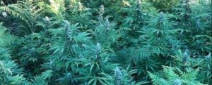 Scoperte tre piantagioni di marijuana tra Grotteria e Marina di Gioiosa Ionica item-thumbnail