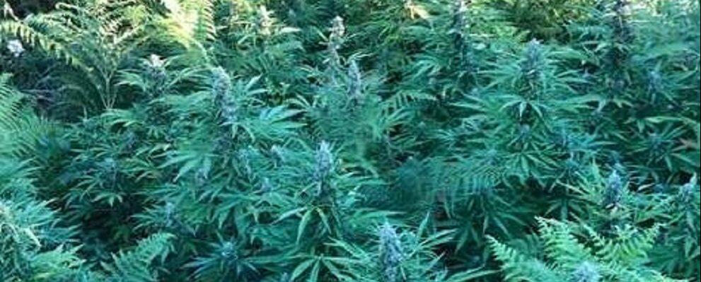 Scoperte tre piantagioni di marijuana tra Grotteria e Marina di Gioiosa Ionica