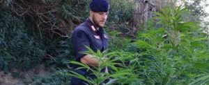 Scoperte due piantagioni di canapa indiana nella Locride, due arresti item-thumbnail