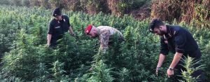 Coltivarono una piantagione di oltre 300 piante di cannabis, padre e figlio in manette item-thumbnail