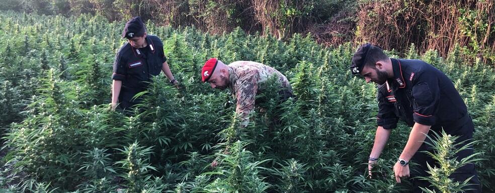 Rinvenuta vasta piantagione di canapa nel reggino: sequestrate 300 piante e oltre 70kg di marijuana essiccata