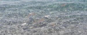 Caulonia naviga in un mare di merda item-thumbnail