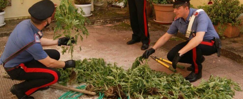 Sorpresi a coltivare 40 piante di canapa indiana, 2 arresti a Palmi