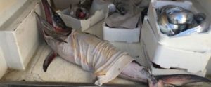 Palmi, sequestrati oltre 90 kg di prodotto ittico item-thumbnail