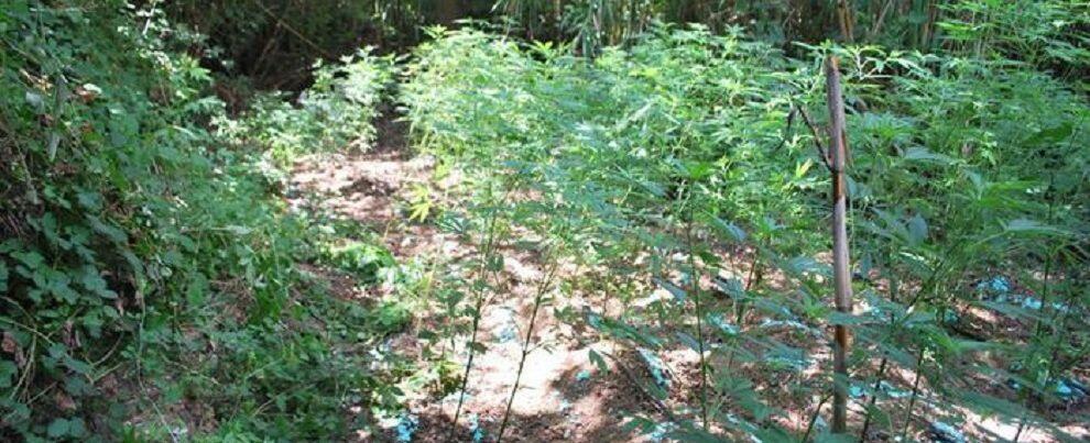 ‘Ndrangheta, scoperte 3 piantagioni di canapa indiana: avrebbero fruttato 20 milioni di euro