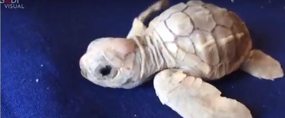Si schiudono le uova di Caretta Caretta: a sorpresa c’è una tartaruga albina – video