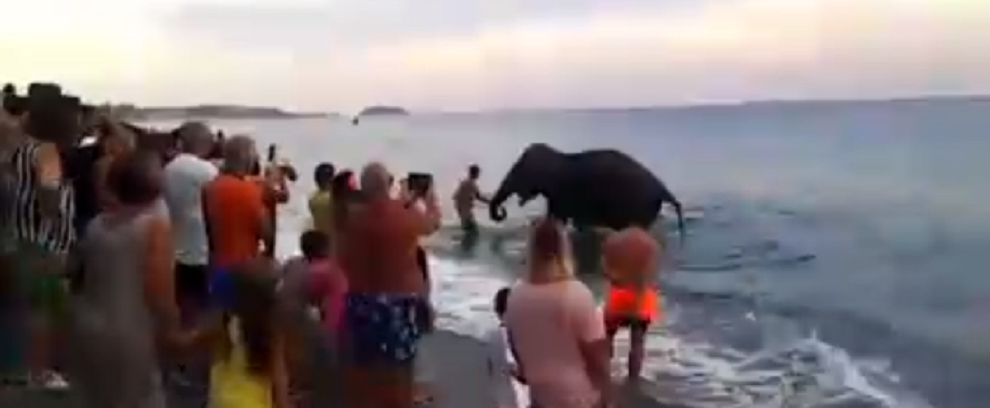 Calabria: l’elefante scappa dal circo per un tuffo in mare coi turisti