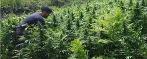 Scoperta vasta piantagione di marijuana nel reggino item-thumbnail