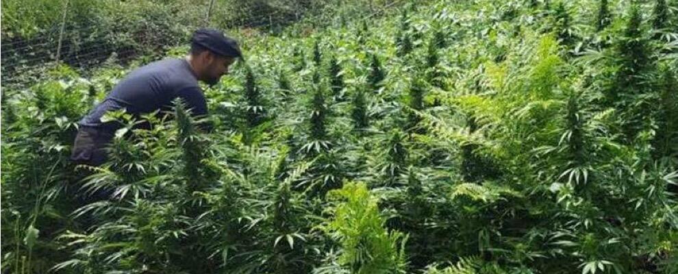 Scoperta vasta piantagione di marijuana nel reggino