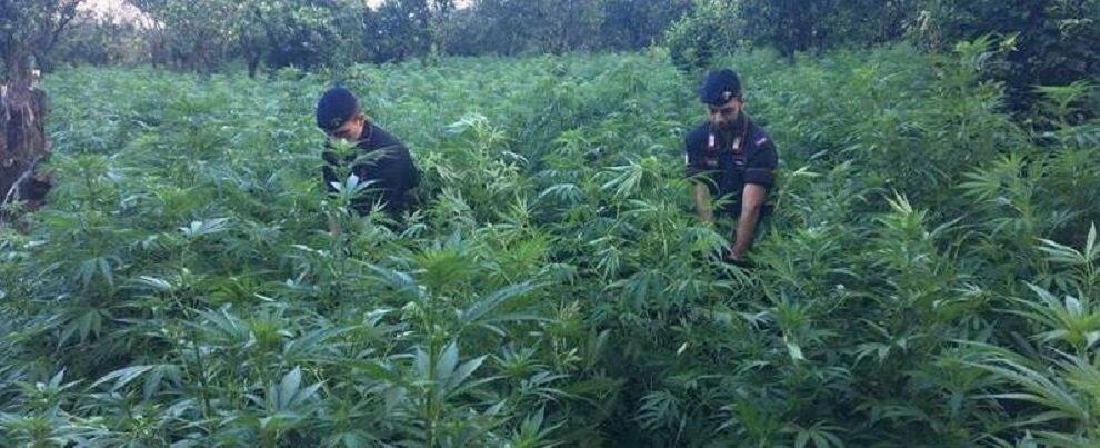 Sorpresi a raccogliere oltre 150 piante di canapa indiana, arrestati due 60enni