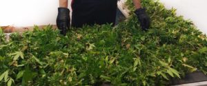 Sorpreso con 190 piantine di canapa nel terrazzo di casa. Un arresto nel reggino item-thumbnail