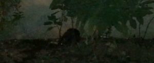Ratti mutanti per le vie di Caulonia – video item-thumbnail